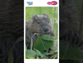 beaver food video