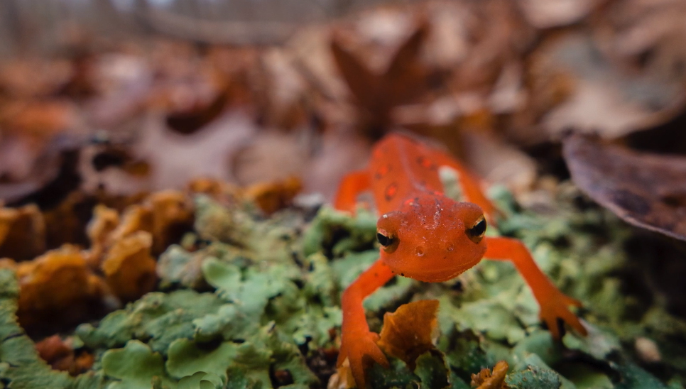 A Closer Look at Vernal Pools NWF Ranger Rick