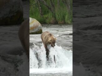 grizzly catching salmon