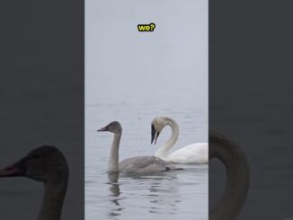 trumpeter swan video