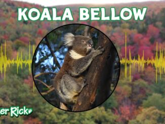 koala bellowing video