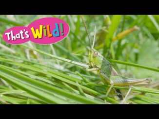 grasshopper video