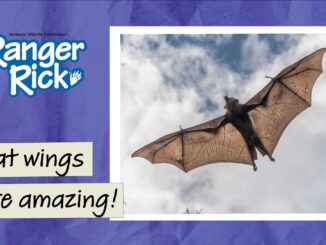 bat wings video