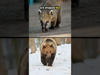 coati video