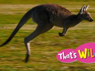 kangaroo video