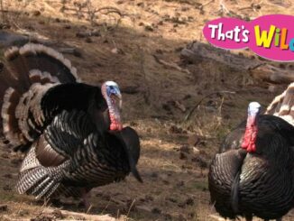 male turkeys gobbling