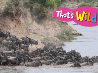 wildebeests swimming