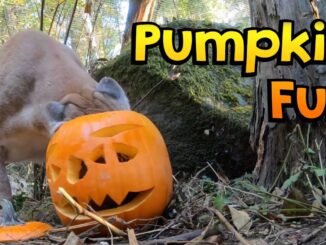 pumpkin fun video