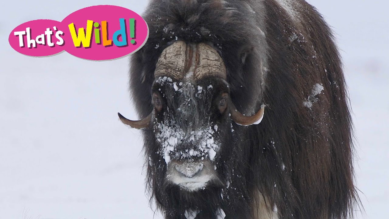 Musk Ox Hair | That's Wild - NWF | Ranger Rick