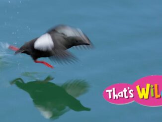 seabird running on water