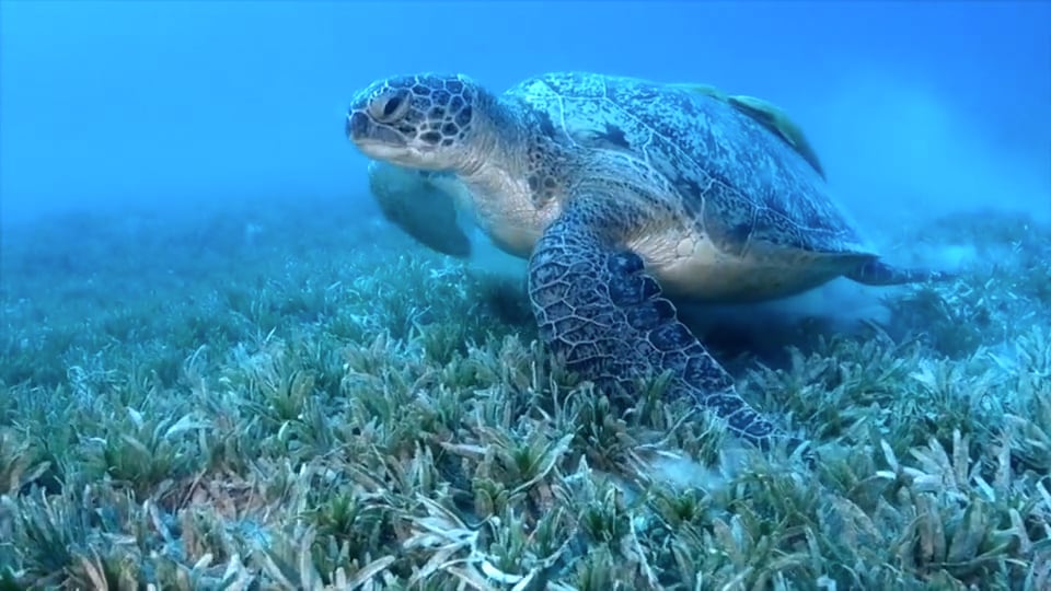 Grazing in a Seagrass Meadow - NWF | Ranger Rick