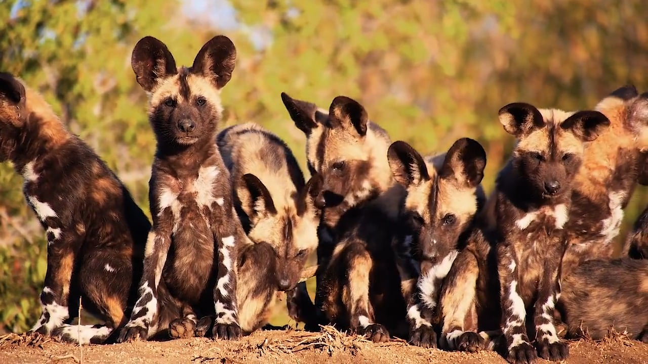 1280px x 720px - African Wild Dogs - NWF | Ranger Rick