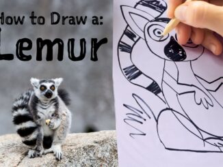 draw a lemur