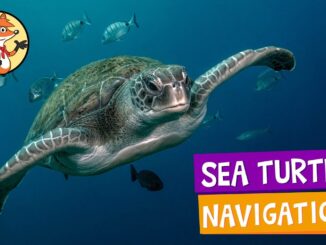 sea turtle navigation video