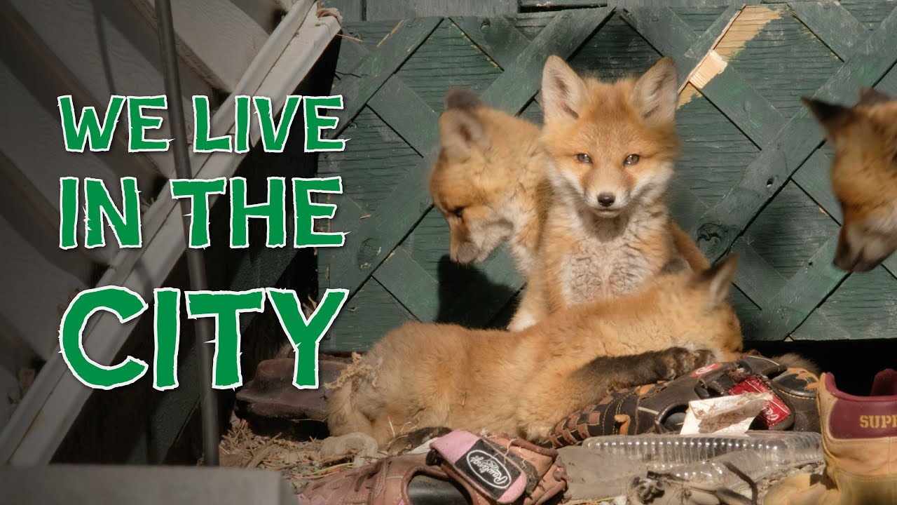 City Foxes - NWF | Ranger Rick