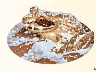 Illustration of a frozen frog