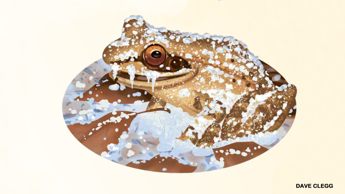 Illustration of a frozen frog