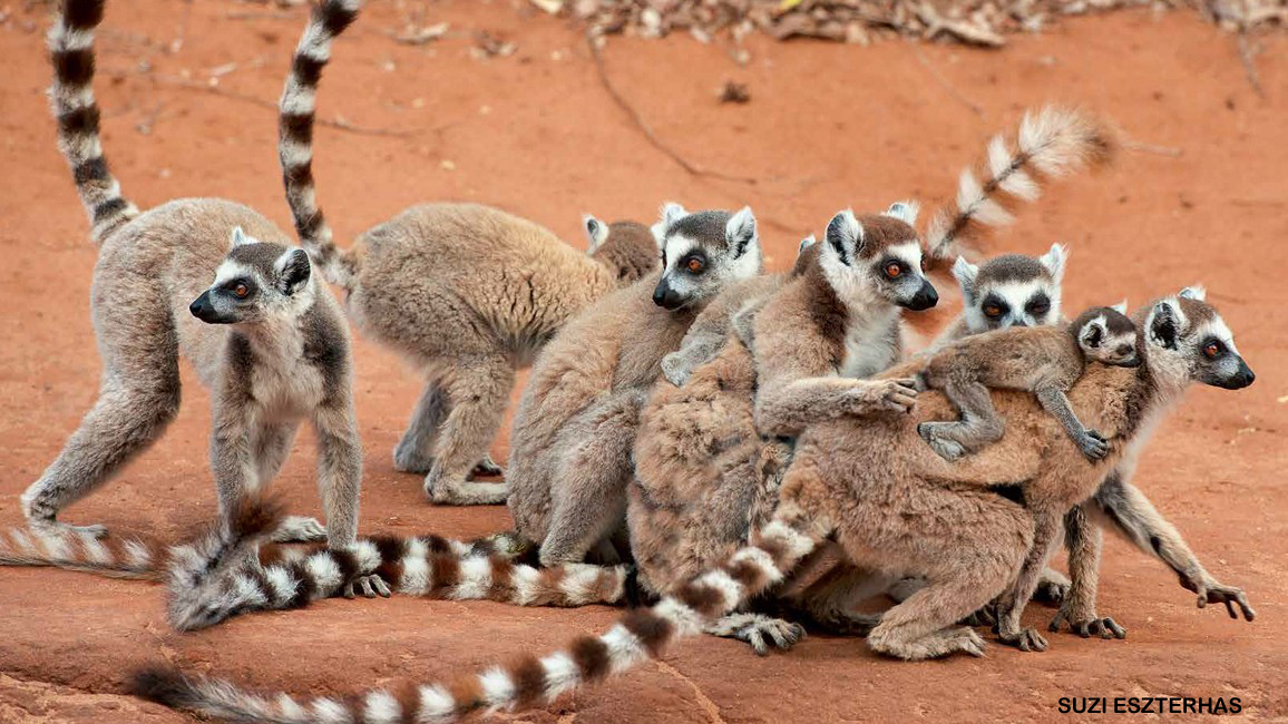 Ring-Tailed Lemurs - NWF | Ranger Rick