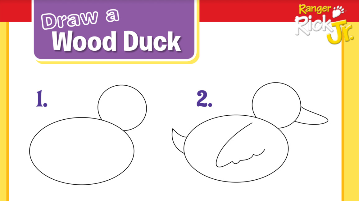 Great How To Draw A Wood Duck Step By Step of the decade Learn more here 