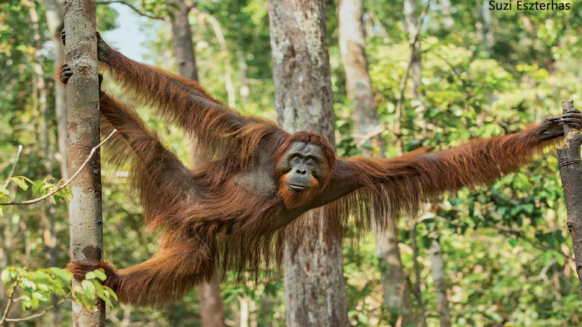 Orangutan Photo by Suzi Eszterhas 1156x650