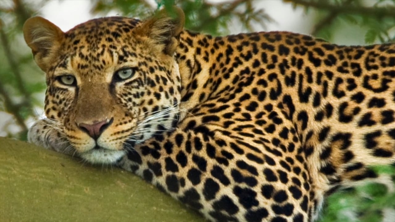 leopard growl