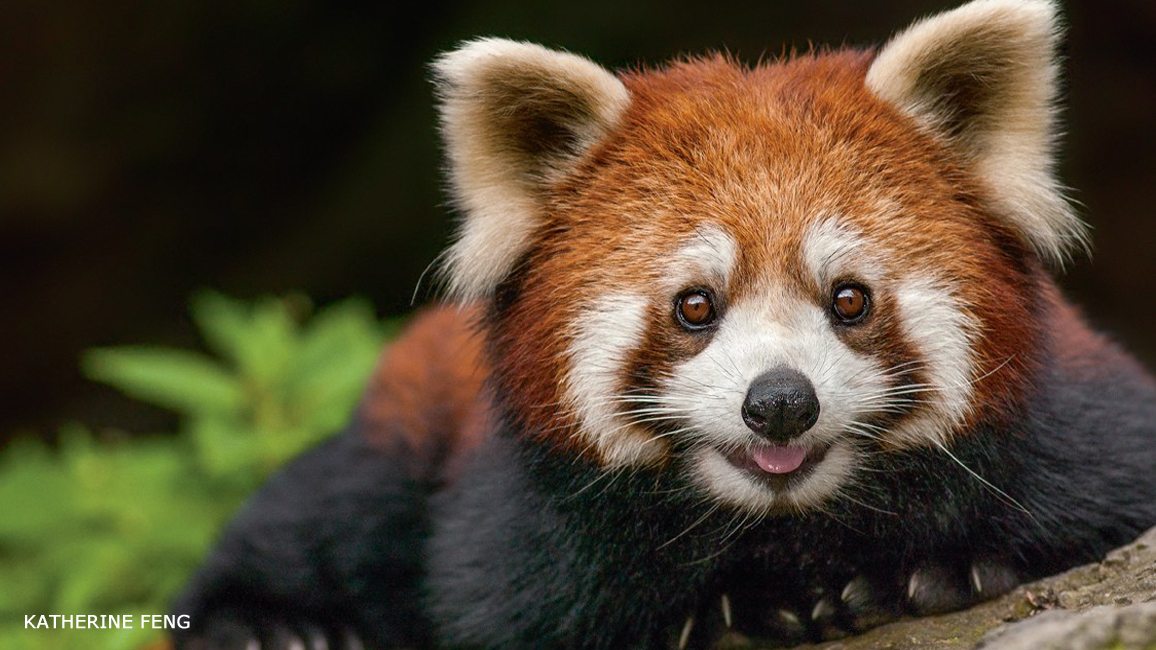 Red Panda Nwf Ranger Rick