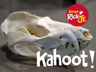 animal skull kahoot