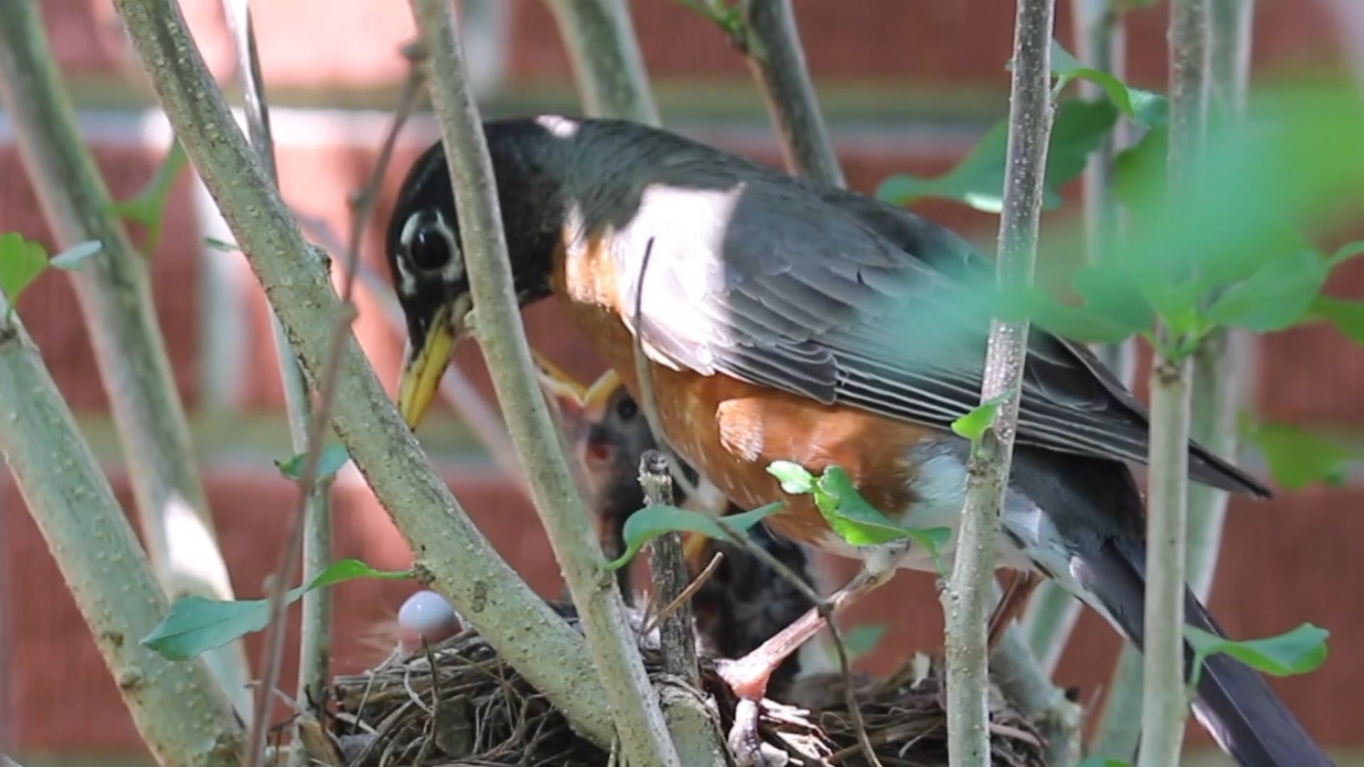 Where Do Baby Birds Poop? NWF Ranger Rick