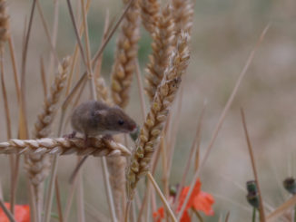 harvest mouse video