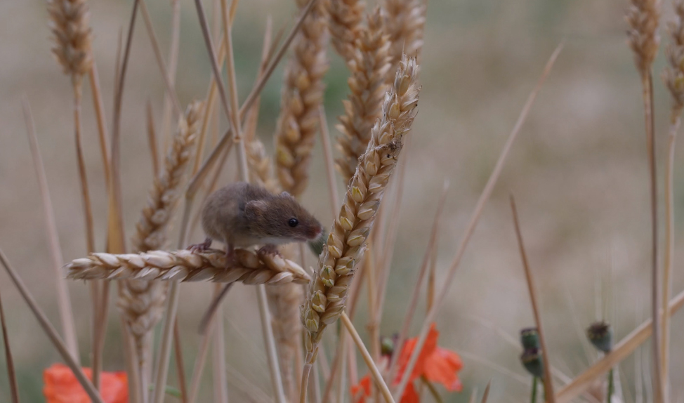 Harvest Mice - NWF