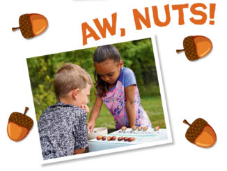 acorn game for kids