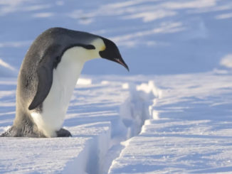 penguin jumping video
