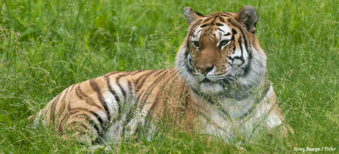 tiger in grass