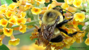bees by David Hoffman flickr 1156x650