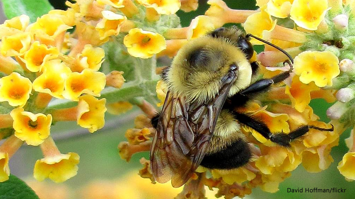bees by David Hoffman flickr 1156x650