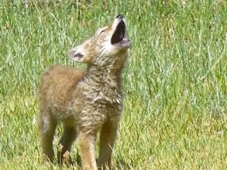 Coyote Howling - video