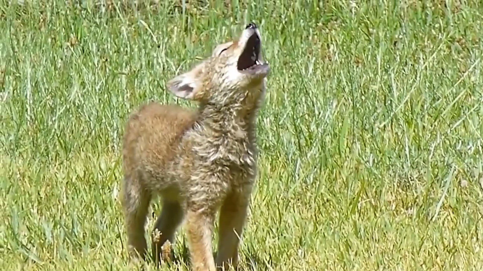 Coyote Pup Howling - NWF | Ranger Rick