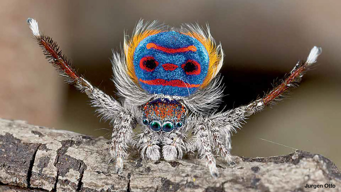 Weird Spiders - NWF | Ranger Rick