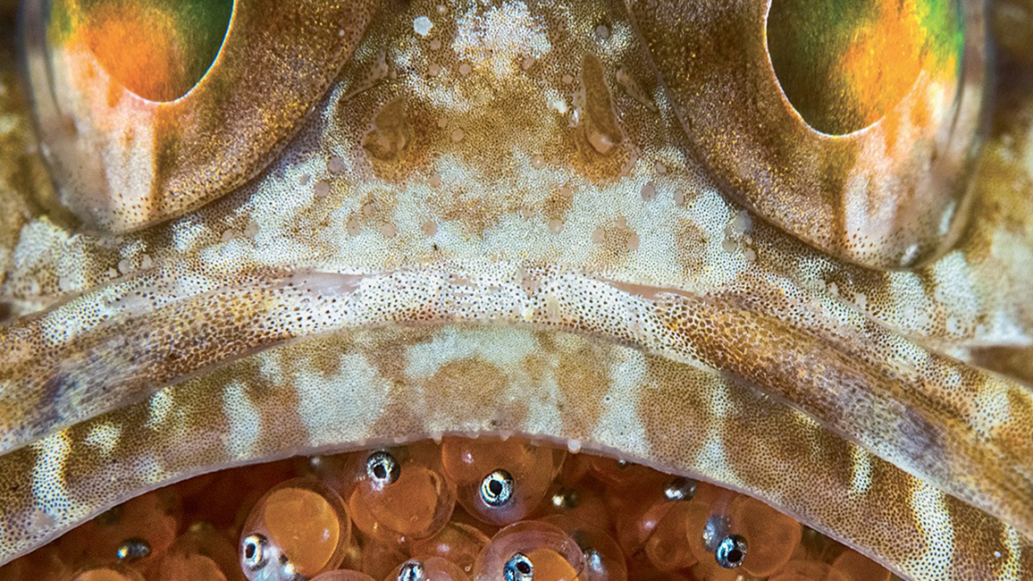 Fishy Nests - Mr. Big Mouth