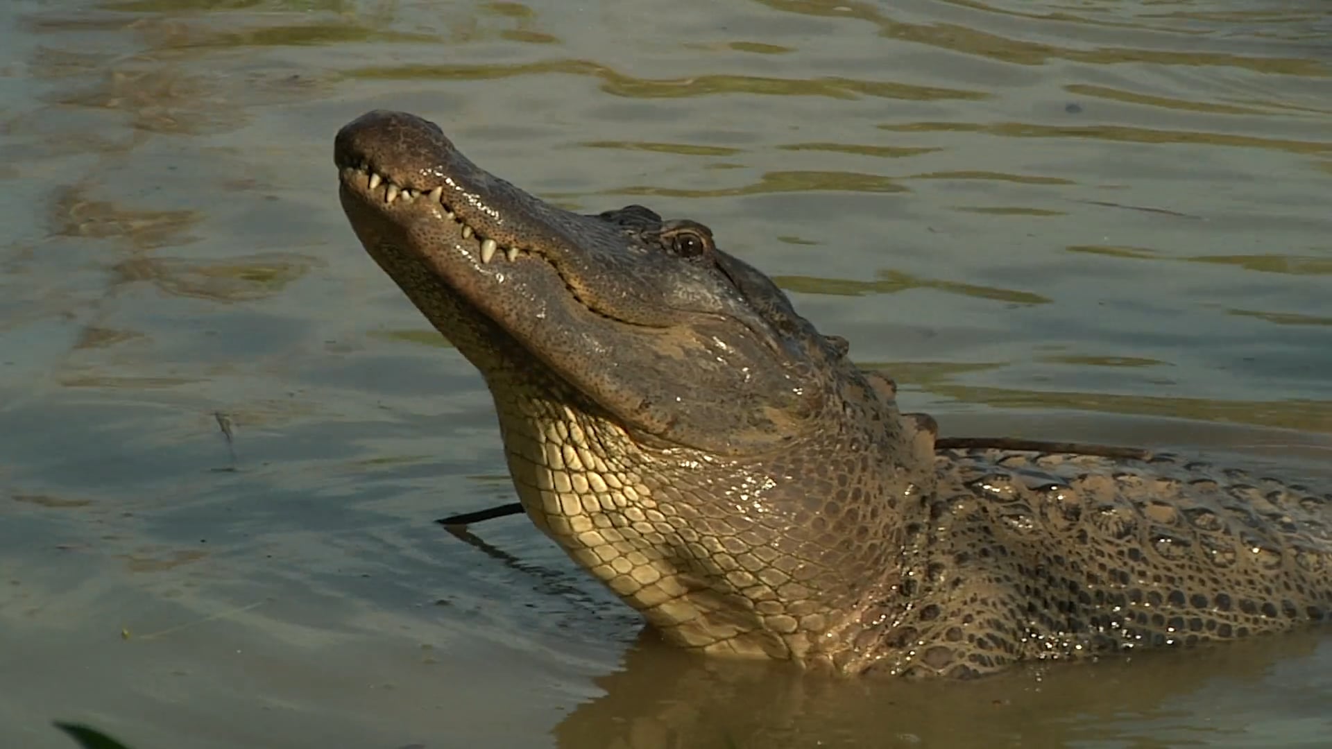 download national alligator rar