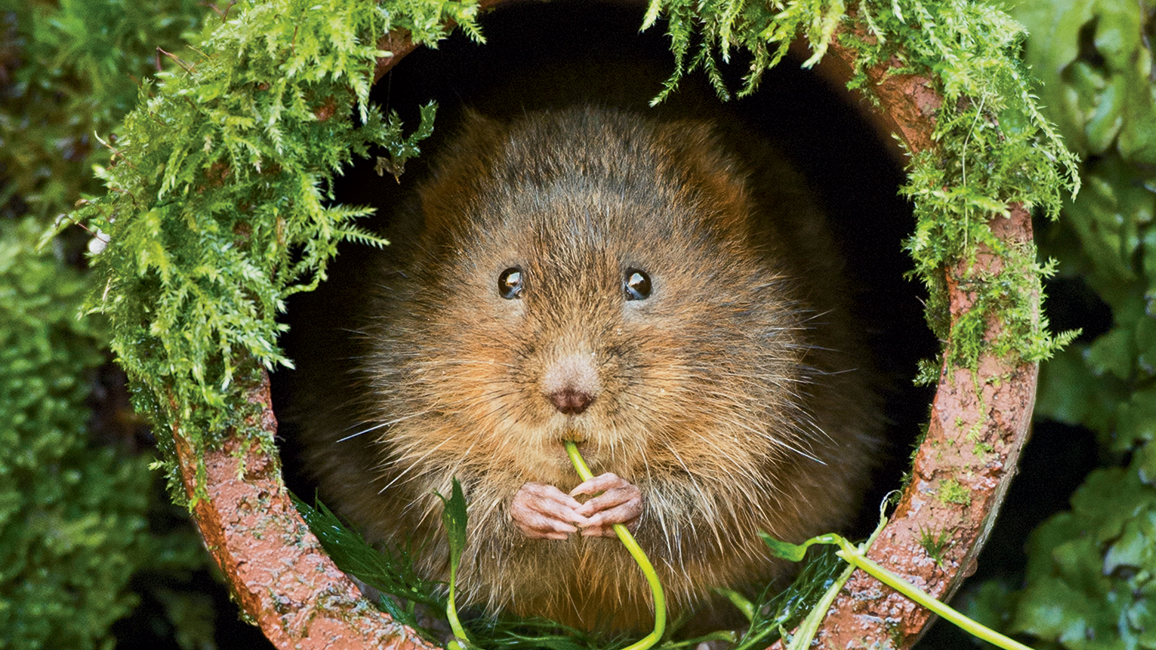 water vole