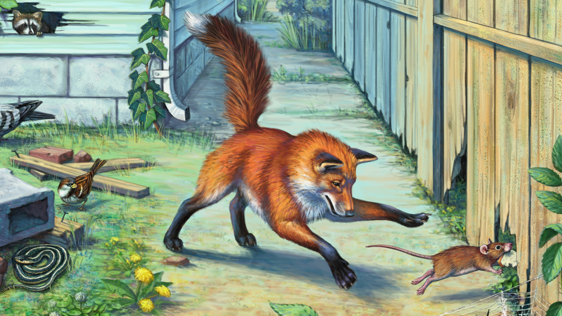 wild city