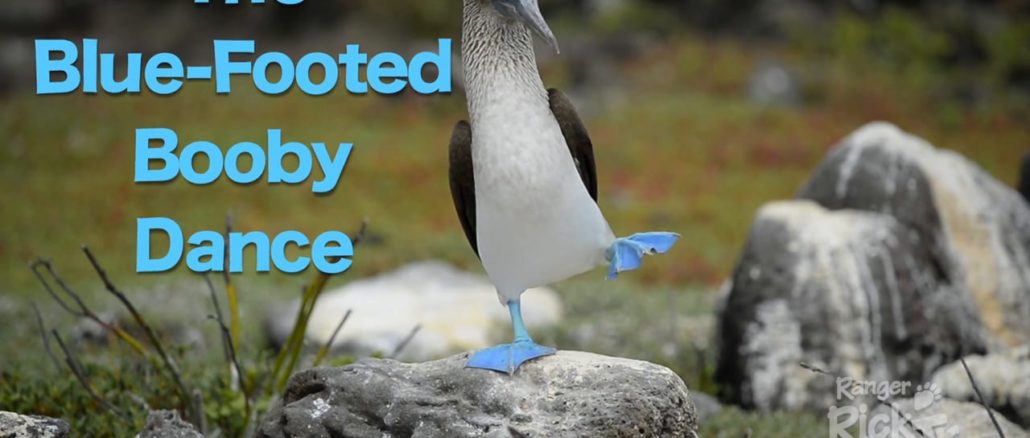 Blue-footed booby