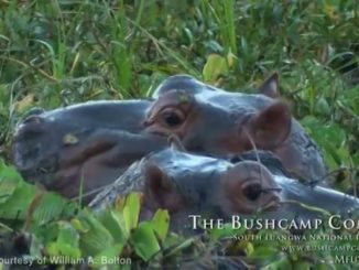 Baby Hippos in Wetland