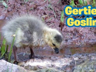 Gertie's Gosling