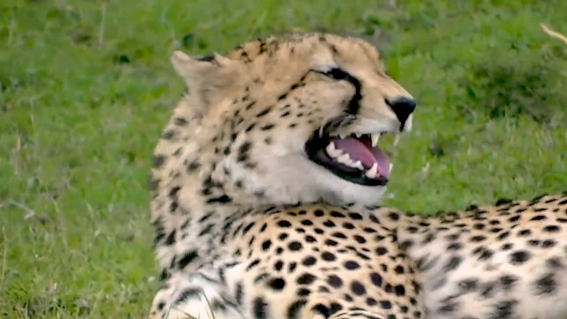 Wild animals and their sounds, Video of wild animals
