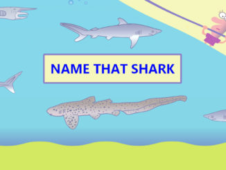 Name That Shark