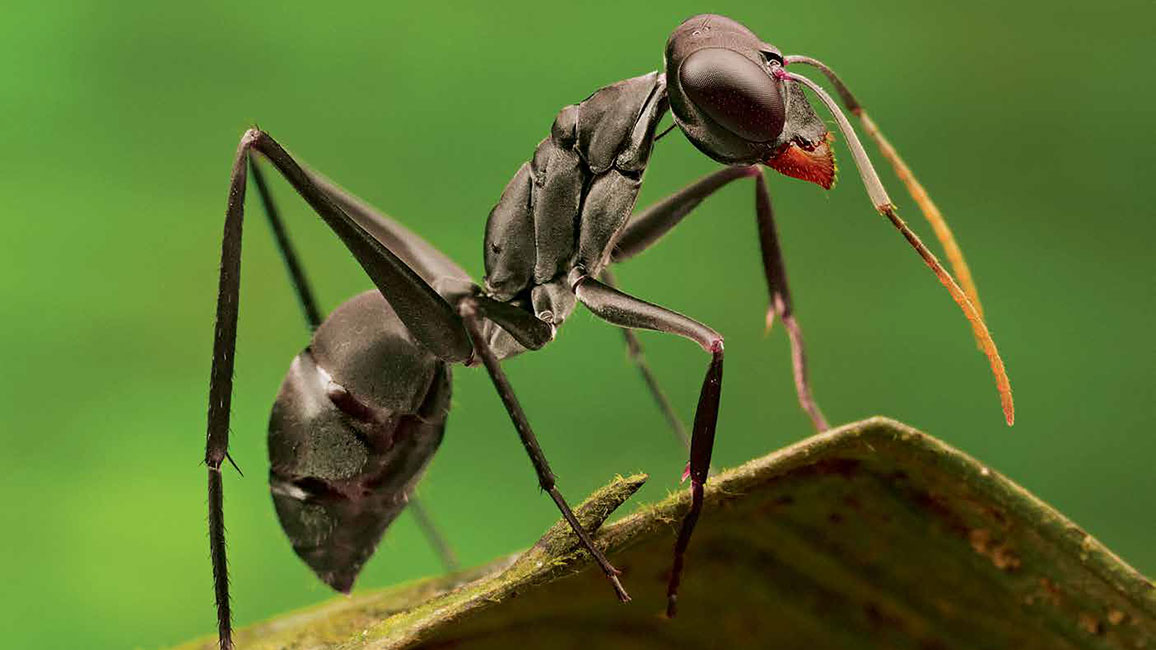 Ants Ranger Rick May 2017