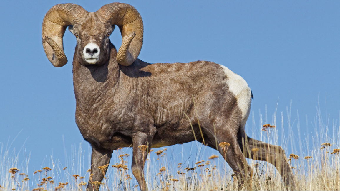 Bighorn Sheep NWF Ranger Rick