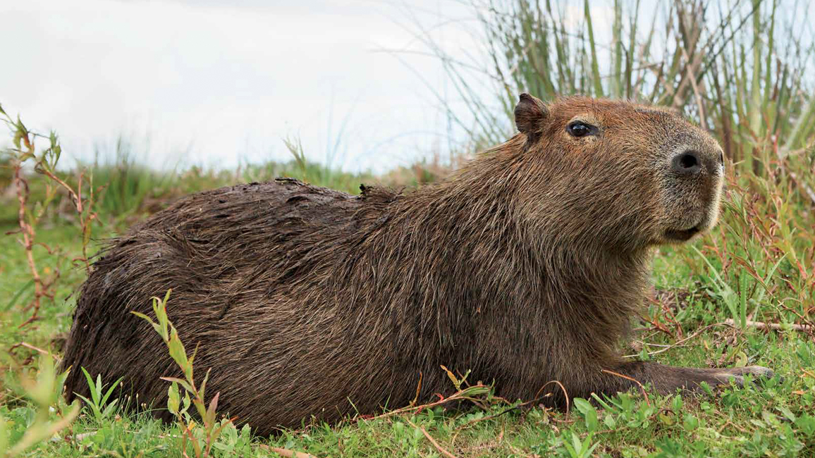Mystery Animal Capybara Ranger Rick Jr March 2016